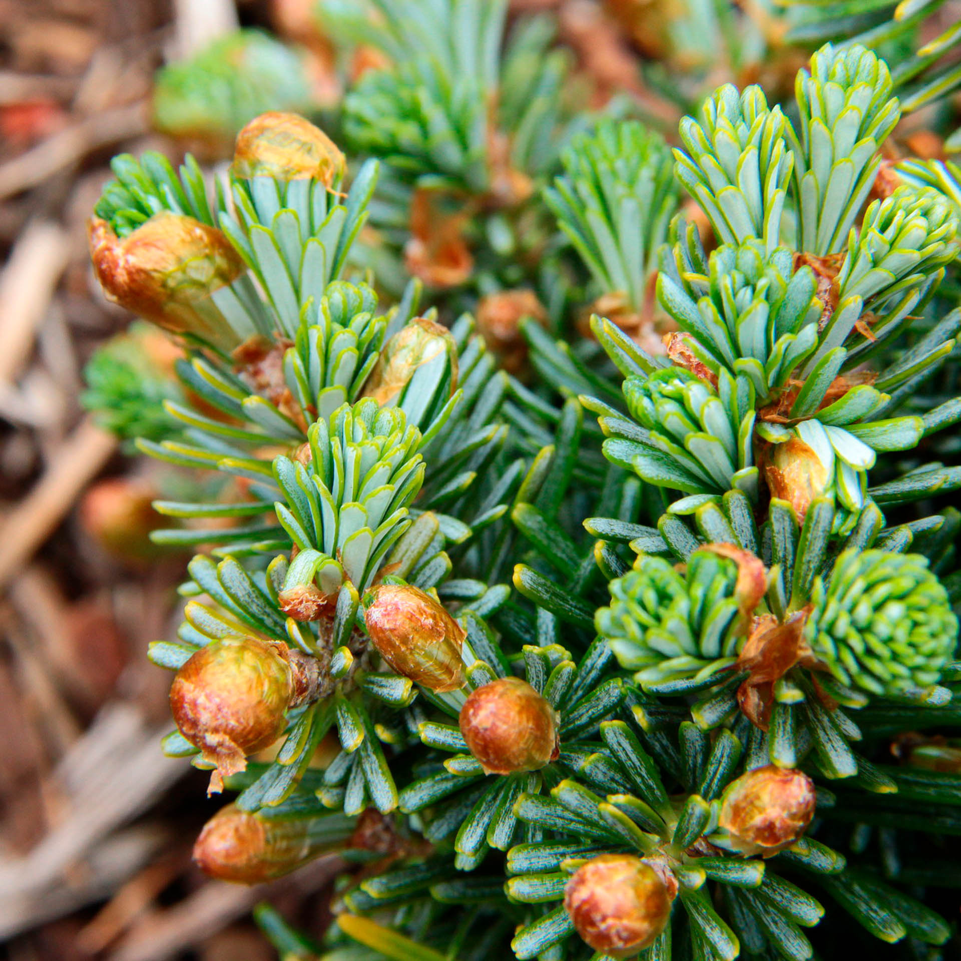 Abies koreana 